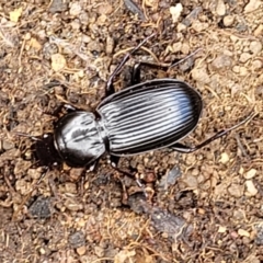 Pterostichini (tribe) at Molonglo Valley, ACT - 5 Feb 2022 10:58 AM