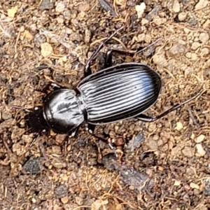 Pterostichini (tribe) at Molonglo Valley, ACT - 5 Feb 2022 10:58 AM