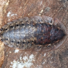 Laxta sp. (genus) (Bark cockroach) at Bango Nature Reserve - 2 Feb 2022 by jb2602