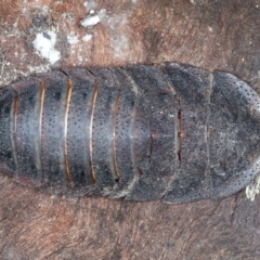 Laxta sp. (genus) (Bark cockroach) at Bango Nature Reserve - 2 Feb 2022 by jb2602