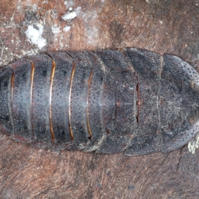 Laxta sp. (genus) (Bark cockroach) at Bango, NSW - 3 Feb 2022 by jb2602