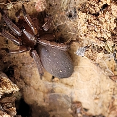 Gnaphosidae (family) (Ground spider) at Piney Ridge - 4 Feb 2022 by tpreston