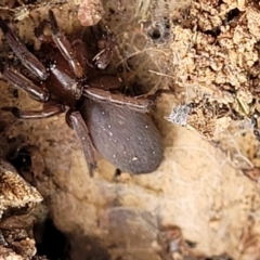 Gnaphosidae (family) (Ground spider) at Block 402 - 4 Feb 2022 by trevorpreston