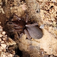 Gnaphosidae (family) at Molonglo Valley, ACT - 5 Feb 2022 10:56 AM