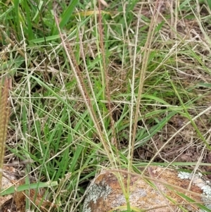 Chloris truncata at Molonglo Valley, ACT - 5 Feb 2022