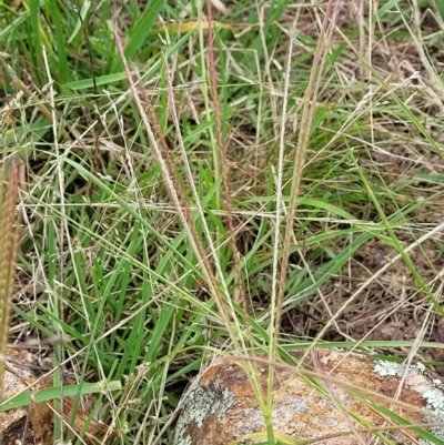 Chloris truncata (Windmill Grass) at Molonglo Valley, ACT - 4 Feb 2022 by tpreston