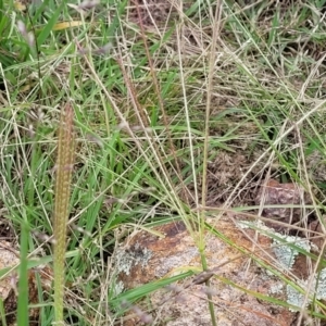 Chloris truncata at Molonglo Valley, ACT - 5 Feb 2022