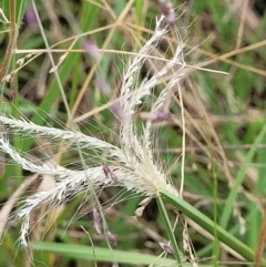 Chloris truncata (Windmill Grass) at Molonglo Valley, ACT - 5 Feb 2022 by trevorpreston