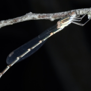 Austrolestes leda at Bango, NSW - 3 Feb 2022 01:51 PM