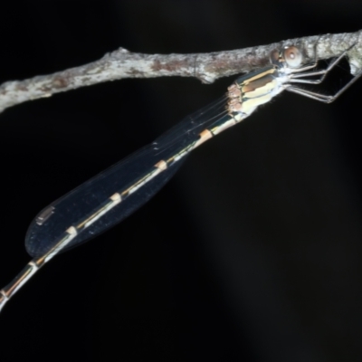 Austrolestes leda (Wandering Ringtail) at Bango, NSW - 3 Feb 2022 by jb2602