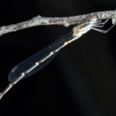 Austrolestes leda (Wandering Ringtail) at Bango Nature Reserve - 3 Feb 2022 by jbromilow50