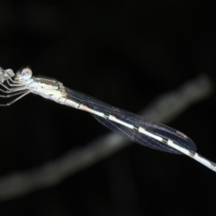 Austrolestes leda at Bango, NSW - 3 Feb 2022 01:51 PM