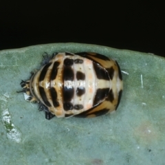 Harmonia conformis (Common Spotted Ladybird) at Bango Nature Reserve - 3 Feb 2022 by jbromilow50