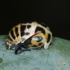 Harmonia conformis at Bango, NSW - 3 Feb 2022