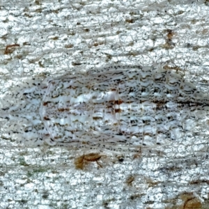 Stenocotis sp. (genus) at Bango, NSW - 3 Feb 2022