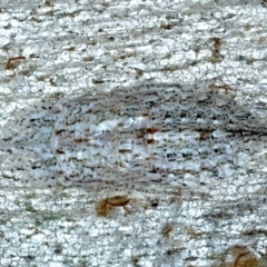 Stenocotis sp. (genus) (A Leafhopper) at Bango, NSW - 3 Feb 2022 by jbromilow50