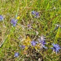 Eryngium ovinum (Blue Devil) at Isaacs Ridge Offset Area - 5 Feb 2022 by Mike