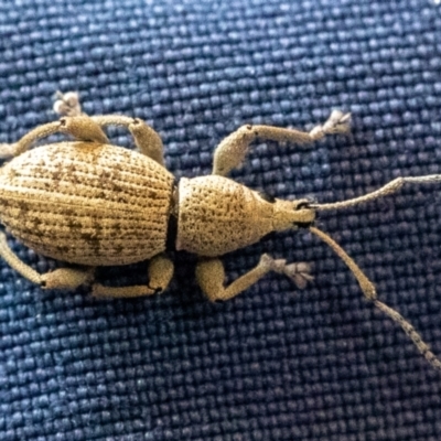 Merimnetes oblongus (Radiata pine shoot weevil) at Watson, ACT - 5 Feb 2022 by sbittinger