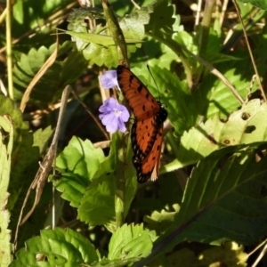 Acraea terpsicore at Town Common, QLD - 2 May 2021