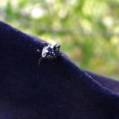 Austracantha minax (Christmas Spider, Jewel Spider) at Town Common, QLD - 20 Mar 2021 by TerryS