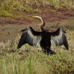 Anhinga novaehollandiae (Australasian Darter) at Town Common, QLD - 5 Feb 2022 by TerryS