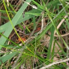 Enicospilus sp. (genus) (An ichneumon wasp) at Denman Prospect 2 Estate Deferred Area (Block 12) - 5 Feb 2022 by tpreston