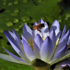 Apis mellifera (European honey bee) at Town Common, QLD - 20 Mar 2021 by TerryS