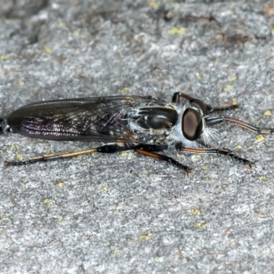 Cerdistus sp. (genus) (Yellow Slender Robber Fly) at Bango Nature Reserve - 2 Feb 2022 by jbromilow50
