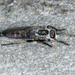 Cerdistus sp. (genus) (Robber fly) at Bango, NSW - 2 Feb 2022 by jbromilow50