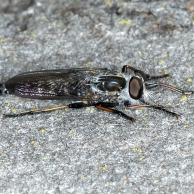 Cerdistus sp. (genus) (Yellow Slender Robber Fly) at Bango, NSW - 2 Feb 2022 by jbromilow50