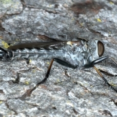 Cerdistus sp. (genus) at Bango, NSW - 3 Feb 2022