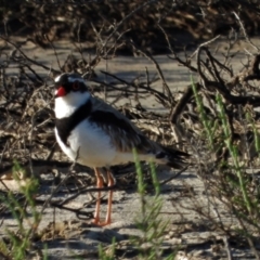 Charadrius melanops (Black-fronted Dotterel) at Town Common, QLD - 1 May 2021 by TerryS
