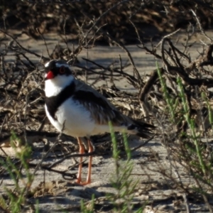 Charadrius melanops at Town Common, QLD - 2 May 2021 08:00 AM