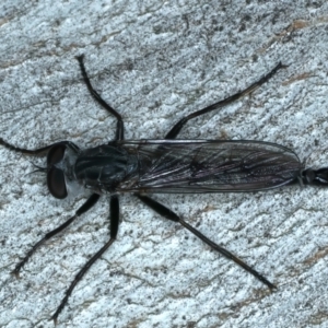 Cerdistus sp. (genus) at Bango, NSW - 3 Feb 2022