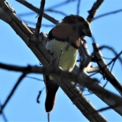 Lonchura castaneothorax (Chestnut-breasted Mannikin) at Town Common, QLD - 1 May 2021 by TerryS