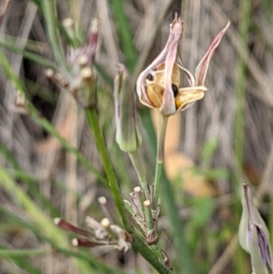 Burchardia umbellata at Hackett, ACT - 5 Feb 2022 11:00 AM