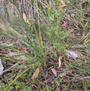 Burchardia umbellata at Hackett, ACT - 5 Feb 2022 11:00 AM