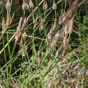 Burchardia umbellata at Hackett, ACT - 5 Feb 2022 11:00 AM