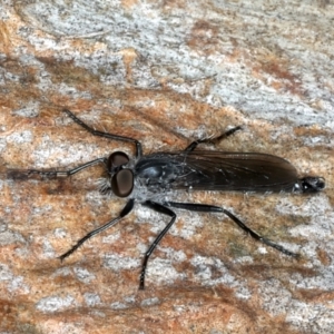 Cerdistus sp. (genus) at Bango, NSW - 3 Feb 2022