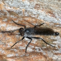 Cerdistus sp. (genus) (Yellow Slender Robber Fly) at Bango Nature Reserve - 3 Feb 2022 by jbromilow50