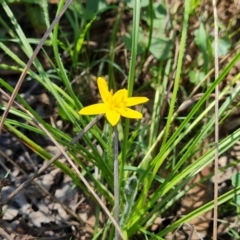 Hypoxis hygrometrica (Golden Weather-grass) at Isaacs Ridge and Nearby - 5 Feb 2022 by Mike