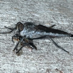 Cerdistus sp. (genus) (Slender Robber Fly) at Bango, NSW - 3 Feb 2022 by jb2602
