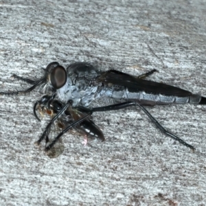 Cerdistus sp. (genus) at Bango, NSW - 3 Feb 2022
