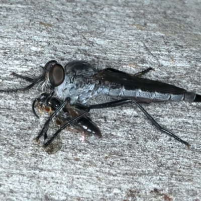 Cerdistus sp. (genus) (Slender Robber Fly) at Bango, NSW - 3 Feb 2022 by jb2602