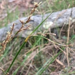 Lepidosperma laterale (Variable Sword Sedge) at Hackett, ACT - 5 Feb 2022 by abread111