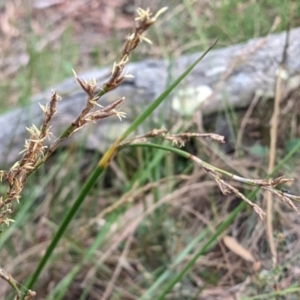 Lepidosperma laterale at Hackett, ACT - 5 Feb 2022 10:48 AM