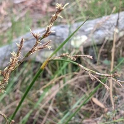 Lepidosperma laterale (Variable Sword Sedge) at Mount Majura - 4 Feb 2022 by abread111