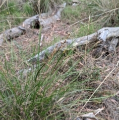 Lepidosperma laterale at Hackett, ACT - 5 Feb 2022 10:48 AM