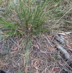 Lepidosperma laterale at Hackett, ACT - 5 Feb 2022 10:48 AM