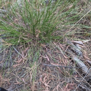 Lepidosperma laterale at Hackett, ACT - 5 Feb 2022